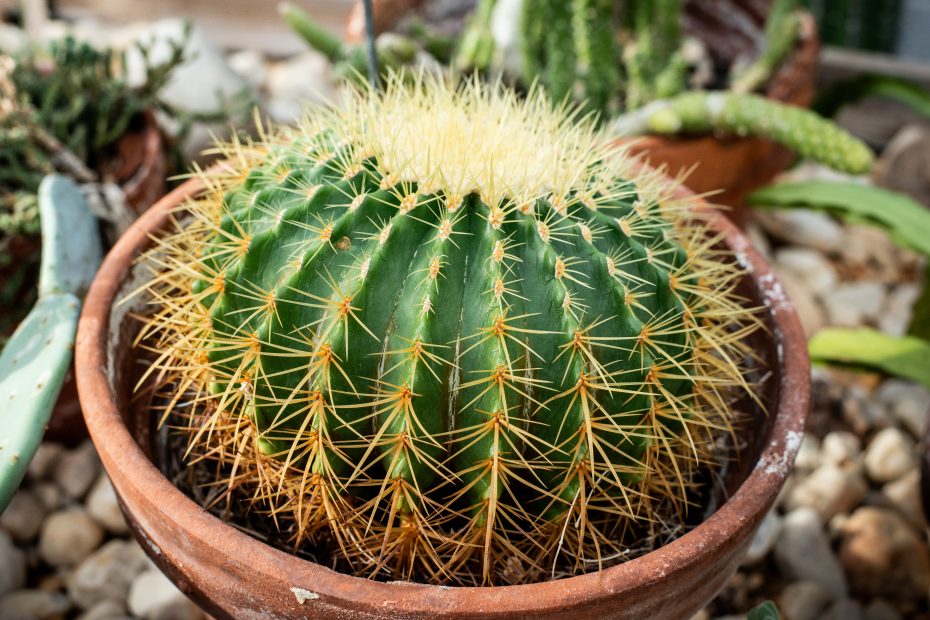 Side profile of a small, green golden barrel cactus with large yellow spines in a terracotta pot. The cactus is globular and slightly elongate and the spines follow the cactus' ridges which run vertically down the cactus around the perimeter.