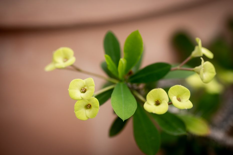 Macro photo of an crown-of-thorns branch tip (also called an inflorescence) with yellow flowers. The branches are grey and highly thorned and the flowers are flanked by thin but succulent leaves.